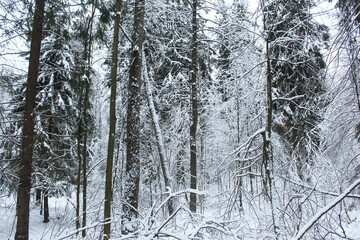 Snow-covered trunks of trees and spruces close-up