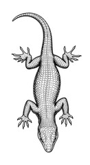 Naklejka premium Detailed black and white line drawing of a lizard viewed from above.