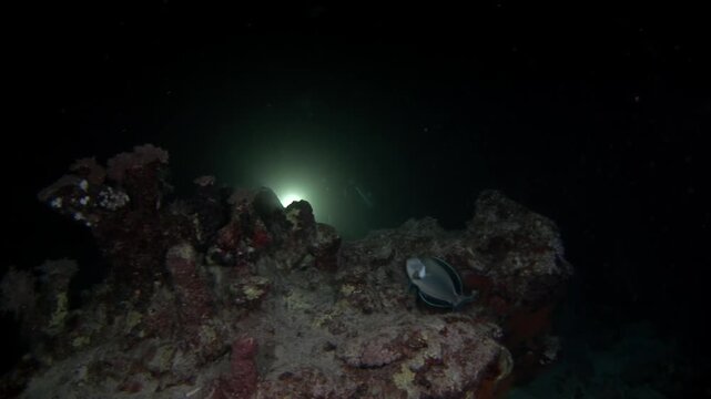 Divers explore the mysteries of the deep ocean at night. A bright light illuminates coral reefs and other marine life inhabiting the dark abyss of the underwater world.