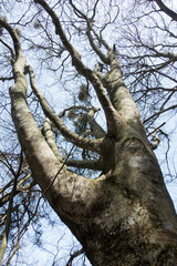 ブナの古木