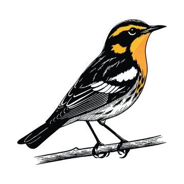 Blackburnian warbler perched on a branch illustration