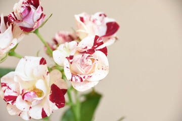 Obraz premium スプレーばら