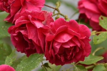 These roses are still blooming outdoor in summer day.