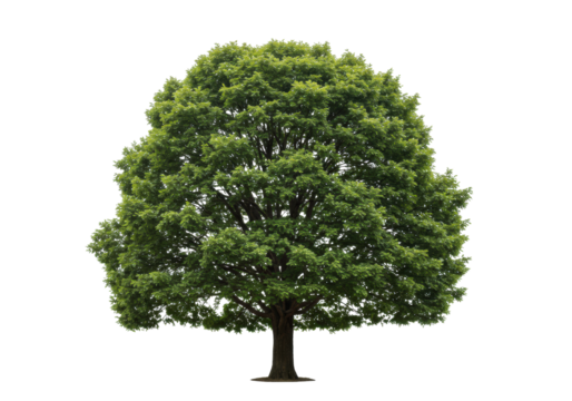 Majestic mature oak tree with a full symmetrical green canopy and sturdy brown trunk, isolated on a transparent textured studio background. Concept of enduring growth and strength
