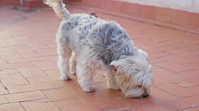 Yorkshire terrier exploring a sunlit brick terrace on a building, showcasing the cute dog outdoors in an urban setting during daytime.