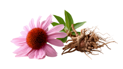 Echinacea flower, root, and leaves, showcasing natural beauty and health properties. The image features the distinct petals, root system, and foliage