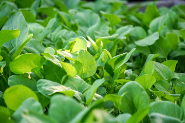 Brassica juncea sapling small leaf on the vegetable plot in the garden in the morning There is a sunny show.