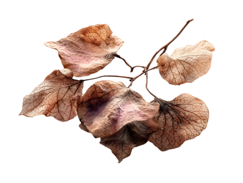 Dried Flower Branch Botanical Art Nature Still Life Dark Background Brown Hues Dried Petals Delicate Texture