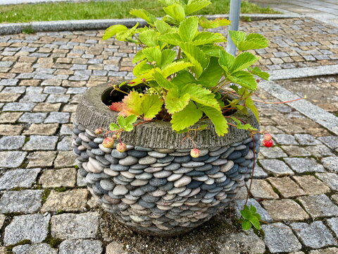 A pot of strawberries in an urban environment in Rozmberg nad Vltavou, Czech Republic 