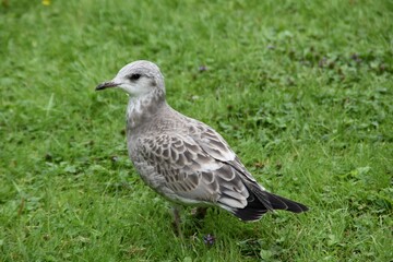 A young gull is walking on the grass in summer day.
