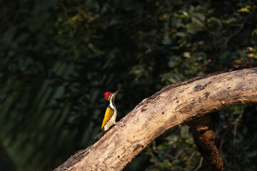 A beautiful Black rumped woodpecker perched on the trunk of a tree. The vibrant plumage, has a distinctive red crest on its head, a black and white striped on face, and a striking golden yellow back.