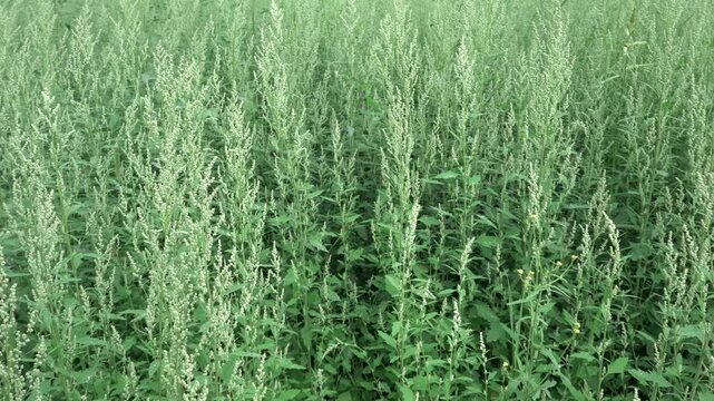 Fat hen field gently swaying in the wind