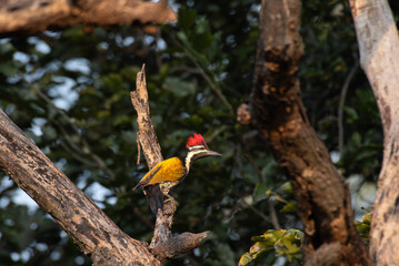 A beautiful Black rumped woodpecker perched on the trunk of a tree. The vibrant plumage, has a distinctive red crest on its head, a black and white striped on face, and a striking golden yellow back.
