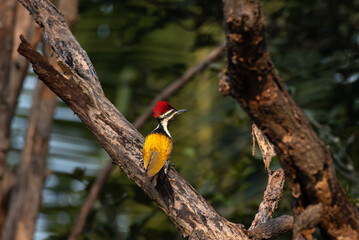 A beautiful Black rumped woodpecker perched on the trunk of a tree. The vibrant plumage, has a distinctive red crest on its head, a black and white striped on face, and a striking golden yellow back.