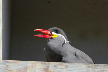 Porträt einer Inkaseeschwalbe, Larosterna inca