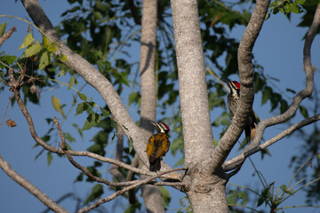 Two beautiful Black rumped woodpeckers played near tree. The vibrant plumage, has a distinctive red crest on its head, a black and white striped on face, and a striking golden yellow back.