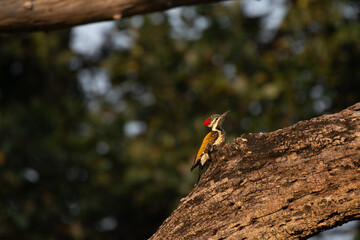 A beautiful Black rumped woodpecker perched on the trunk of a tree. The vibrant plumage, has a distinctive red crest on its head, a black and white striped on face, and a striking golden yellow back.