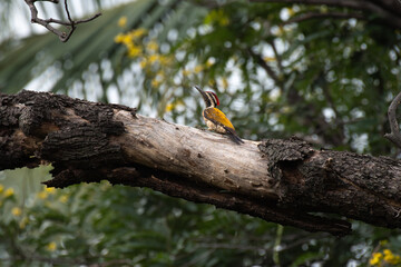 A beautiful Black rumped woodpecker perched on the trunk of a tree. The vibrant plumage, has a distinctive red crest on its head, a black and white striped on face, and a striking golden yellow back.