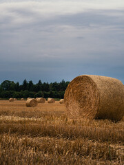 hay bales in the field