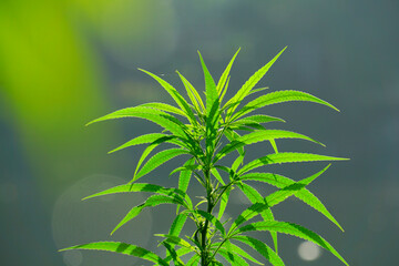 Marijuana plant green on blurry greenery marijuana leaf background among the green leaves and other blur background for text.