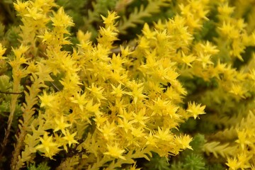Yellow stonecrops (Sedum sexangulare) are growing and blooming outdoor in summer time.