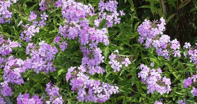 Phlox Paniculata | Flammenblumen, Zierpflanzen mit lila rosa sternf&ouml;rmigen Auge in lockere Bl&uuml;tenrispen an der Spitze verzweigter St&auml;ngel

