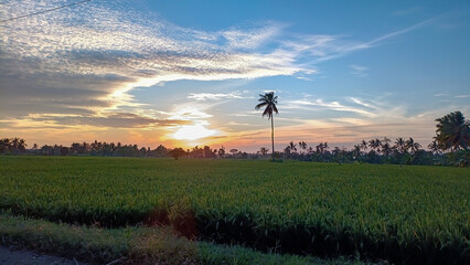 Morning view. Sunrise view. Rice paddies and coconut trees. Blue sky.