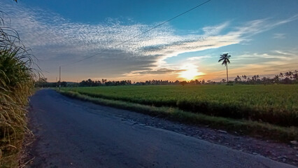 Morning view. Sunrise view. Rice paddies and coconut trees. Blue sky.