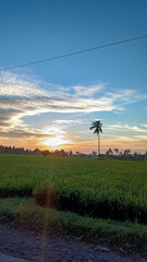 Morning view. Sunrise view. Rice paddies and coconut trees. Blue sky.