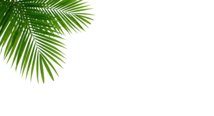 Pristine vibrant green palm frond, detailed, on transparent studio background with ample copy space, concept of serenity and new beginnings