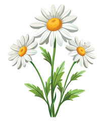Fresh spring daisies with yellow centers and white petals, isolated on a white background, blossom beautifully