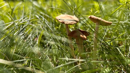 Poisonous mushrooms in the grass