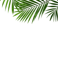 Pristine green palm leaf, perfect, on a transparent surface with soft artistic shadows and ample copy space, flat lay, overhead shot. Concept of summer tranquility