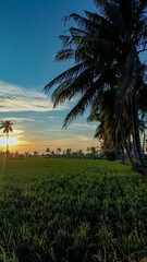 Morning view. Sunrise view. Rice paddies and coconut trees. Blue sky.