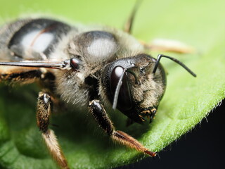 Megachile rotundata es una abeja solitaria que corta trozos de hojas para construir sus nidos; es excelente polinizadora de cultivos como la alfalfa.