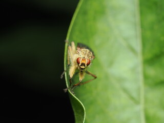 Scathophaga stercoraria es una mosca amarilla que pone huevos en estiércol; sus larvas lo consumen y los adultos son depredadores de otros insectos.