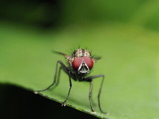 La mosca del nabo es una plaga cuyos adultos ponen huevos en plantas crucíferas; sus larvas dañan raíces y afectan cultivos como el nabo y la col.
