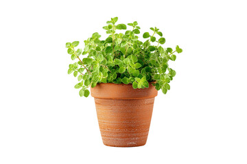 Fototapeta premium Fresh green oregano herb plant in terracotta pot isolated on transparent background