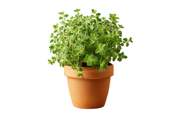 Fototapeta premium Fresh green oregano herb plant in terracotta pot isolated on transparent background