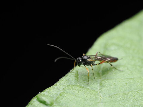 Avispa parasitoide es un insecto que pone sus huevos dentro o sobre otros insectos; sus larvas se alimentan del hu&eacute;sped, ayudando a controlar plagas.