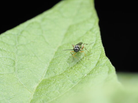 Avispa parasitoide es un insecto que pone sus huevos dentro o sobre otros insectos; sus larvas se alimentan del hu&eacute;sped, ayudando a controlar plagas.