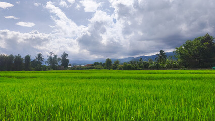 green field and blue sky