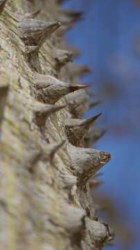Spiky ceiba tree trunk detail in sunny torrevieja, spain, showcasing sharp thorns against a clear blue sky, outdoors in a natural setting.