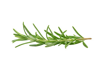 Fototapeta premium Pristine sprig of fresh, dewy rosemary with vibrant green, sharply defined leaves on an immaculate transparent background in a brightly lit studio, soft diffused lighting, concept for culinary