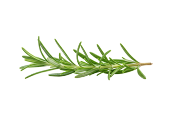 Pristine sprig of fresh, dewy rosemary with vibrant green, sharply defined leaves on an immaculate transparent background in a brightly lit studio, soft diffused lighting, concept for culinary