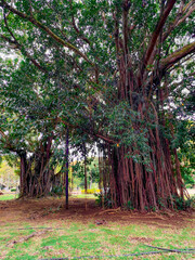 Seltene Bäume im Sir Seewoosagur Ramgoolam Botanischen Garten, Mauritius