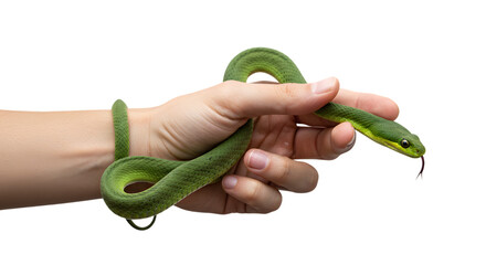 Green Snake Wrapped Around Hand – Reptile Close-Up on Transparent Background