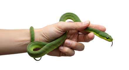 Green Snake Wrapped Around Hand – Reptile Close-Up on Transparent Background
