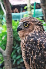 A majestic buffy fish owl in profile, its piercing yellow eyes embodying the alertness of a nocturnal hunter.