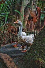 Profile of a domestic white goose walking along a path in a lush, verdant garden surrounded by tropical foliage
